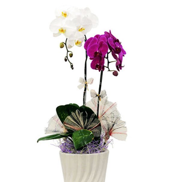 Thiên Sắc Vượng Phát