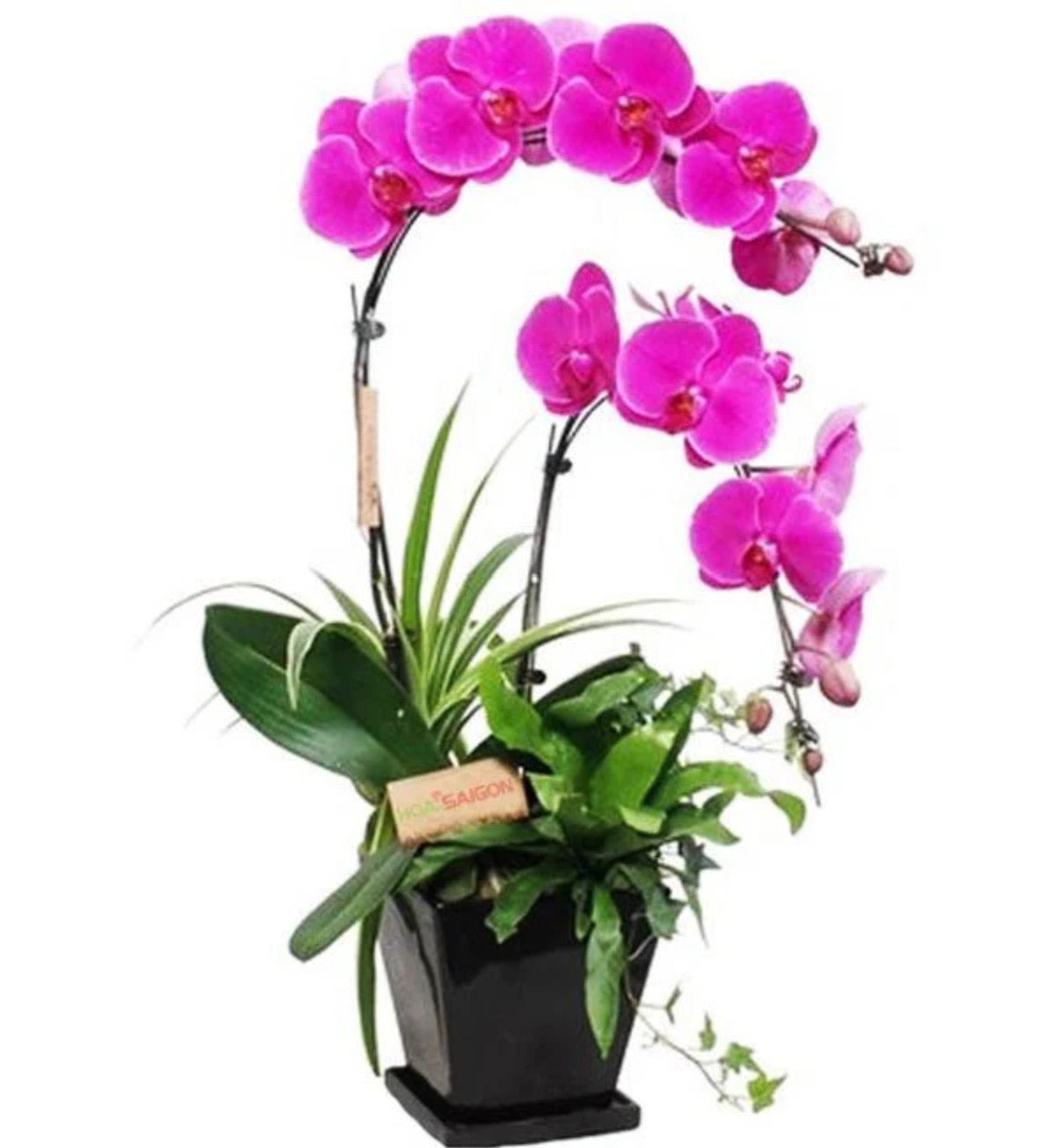 Tím Đế Vương