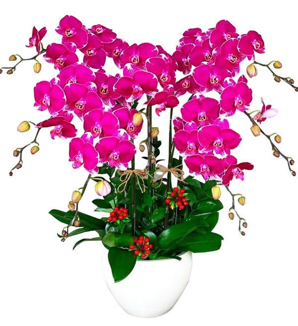 Tím Mộng Mơ
