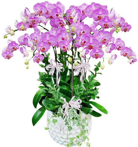 Tím Quyến Rủ