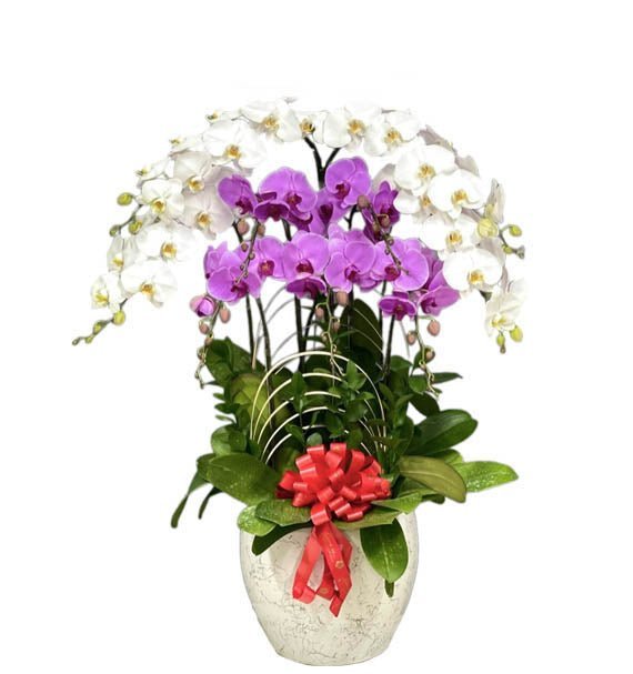Tình Nhỏ