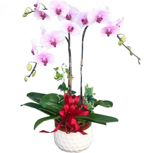 Tơ Hồng
