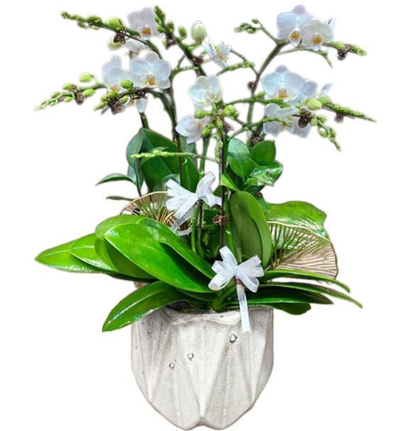 Trắng Ngọc