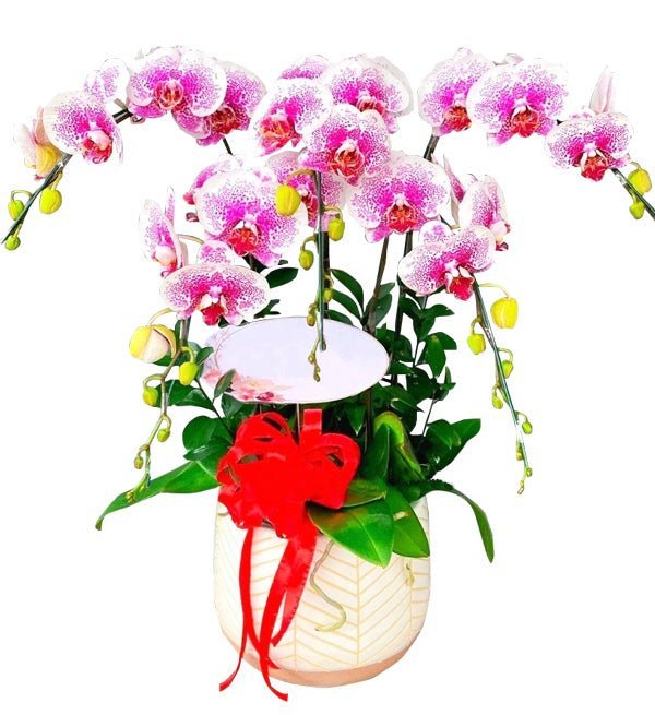 Tròn Đầy Hạnh Phúc