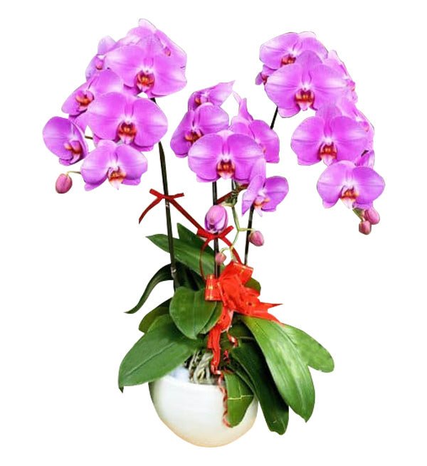 Tử Hoa Tụ Phúc