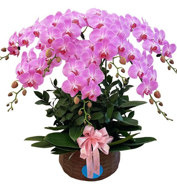 Tử Hương Trường Lộc