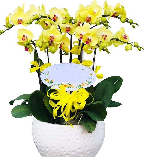 Tụ Phúc Quang Vinh