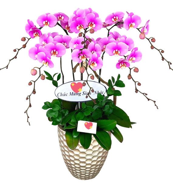 Tử Sắc Vượng Gia