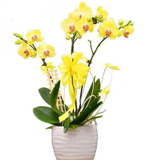 Vạn Sự Cát Tường