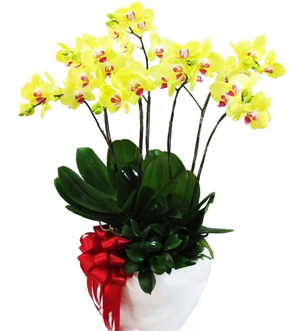 Vàng Son Hội Tụ