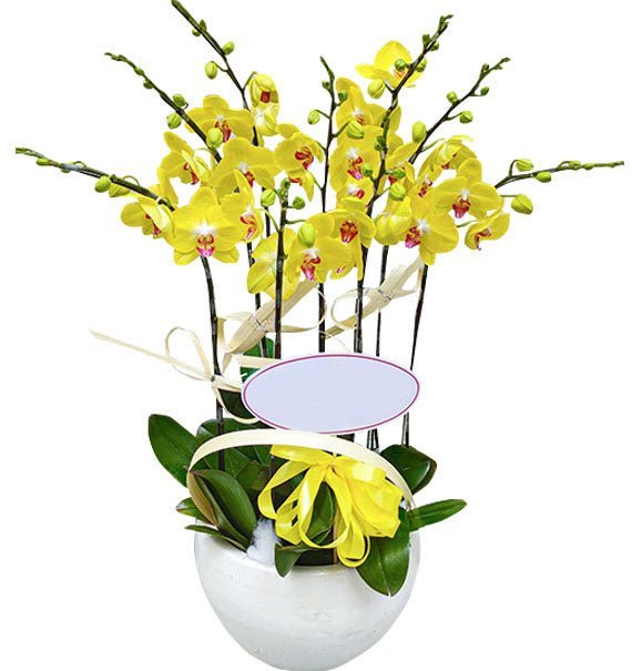 Vượng Khí 8 Hướng